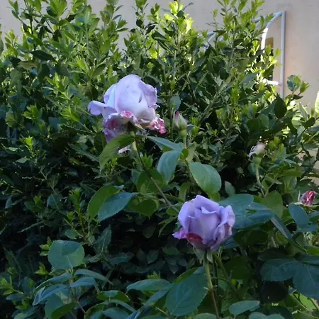 Di Montenero Bed & Breakfast